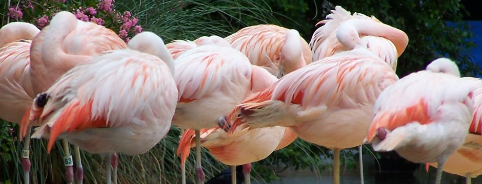 在线短信轰炸软件