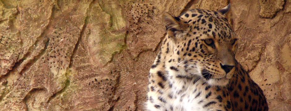 泡泡短信压力测试官网